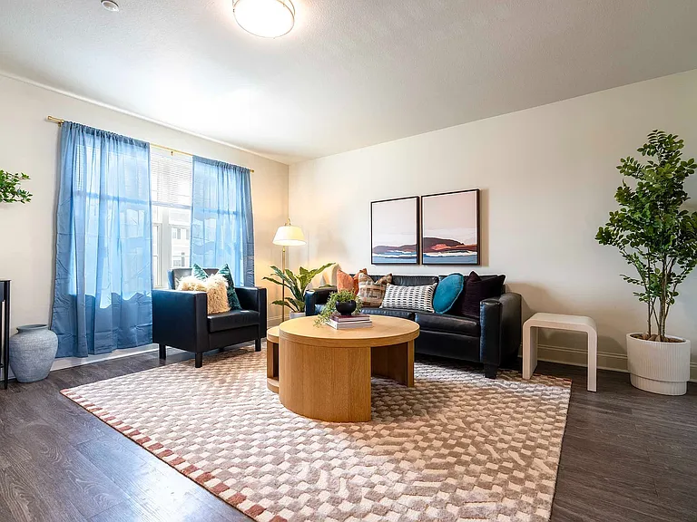 Copper Beech - 24