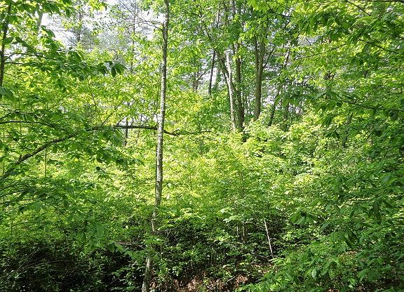 3rd image of 2 Shewbird Ln