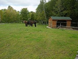 Pasture