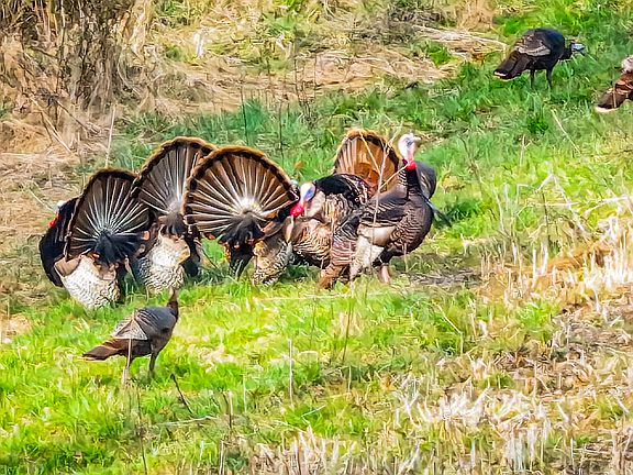 2nd image of 1 W Popcorn Rd