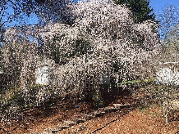 Weeping Cherry Blooming