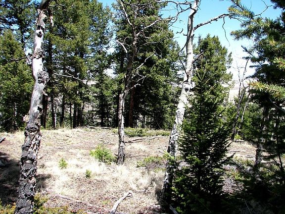 Mix of pines and Aspens