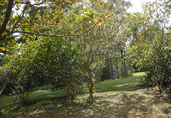 2nd image of Old Mamalahoa Hwy Lot 23-B