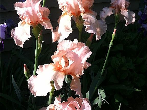 Peach Iris