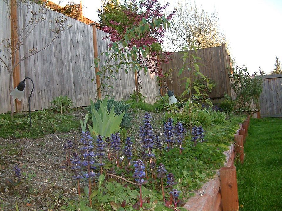 Landscaped back yard