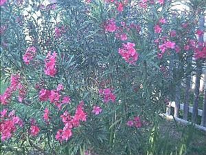 Oleander blooms