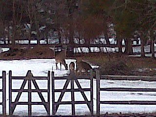 frequent guest in backyard