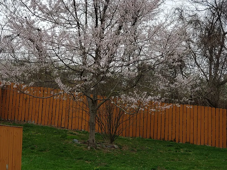 Billman Ln — Photo 8