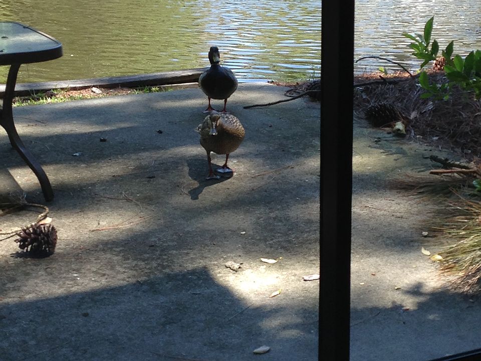 Duck visitors on patio