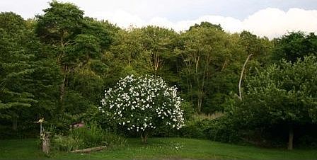 Roses of Sharon yard looking toward pond