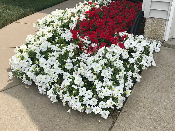 Petunias last year