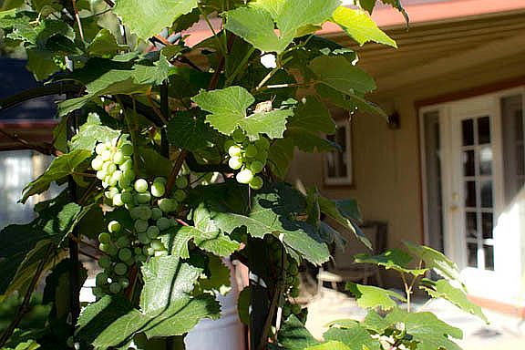 grapes and patio