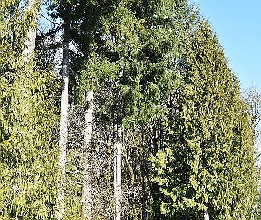 backyard tree line