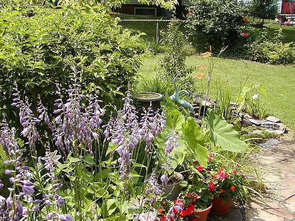 Fish Pond