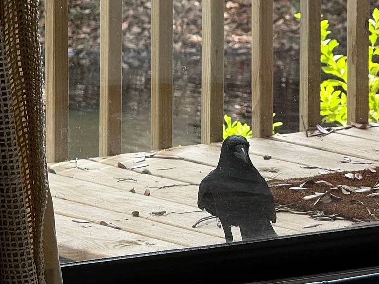 18 Canvasback Cv #122 — Photo 34