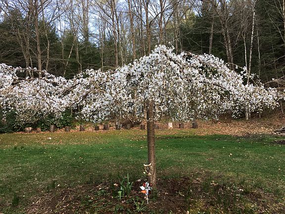 Weeping Cherry Tree