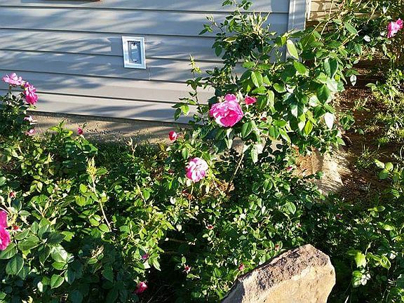 Front Garden Roses