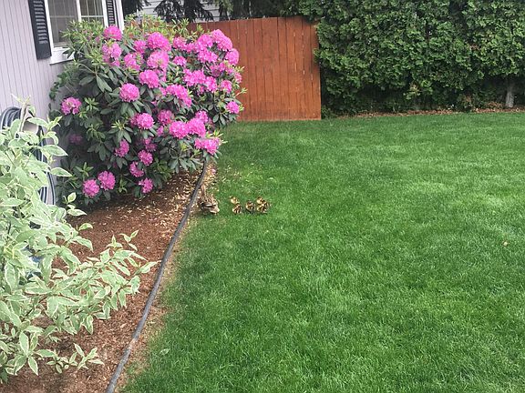 Ducks in the spring.