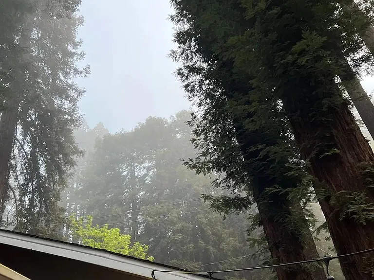 Foggy morning through the redwood trees.