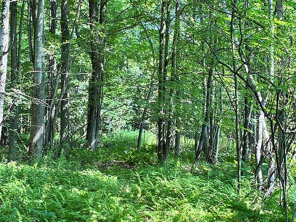 3rd image of LOT A-75 Pine St