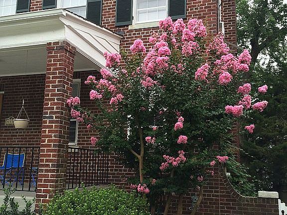 Fabulous Crepe Myrtle