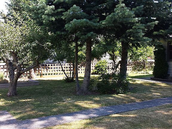 Fruit trees in back yard
