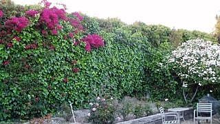 backyard perfect for Fido!