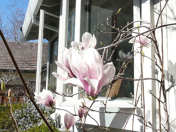 Springtime brings lucious pink magnolias to the garden.
