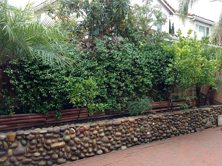 Backyard1