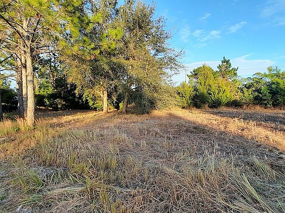 Mature shady pines, oaks