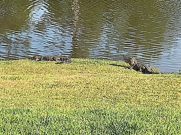 Pond visitors