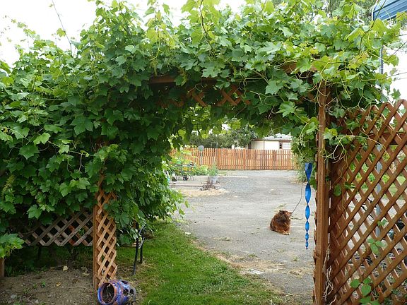 Grape arbor