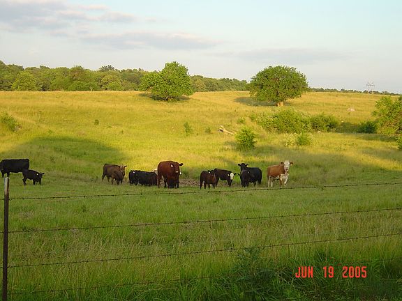 Pasture
