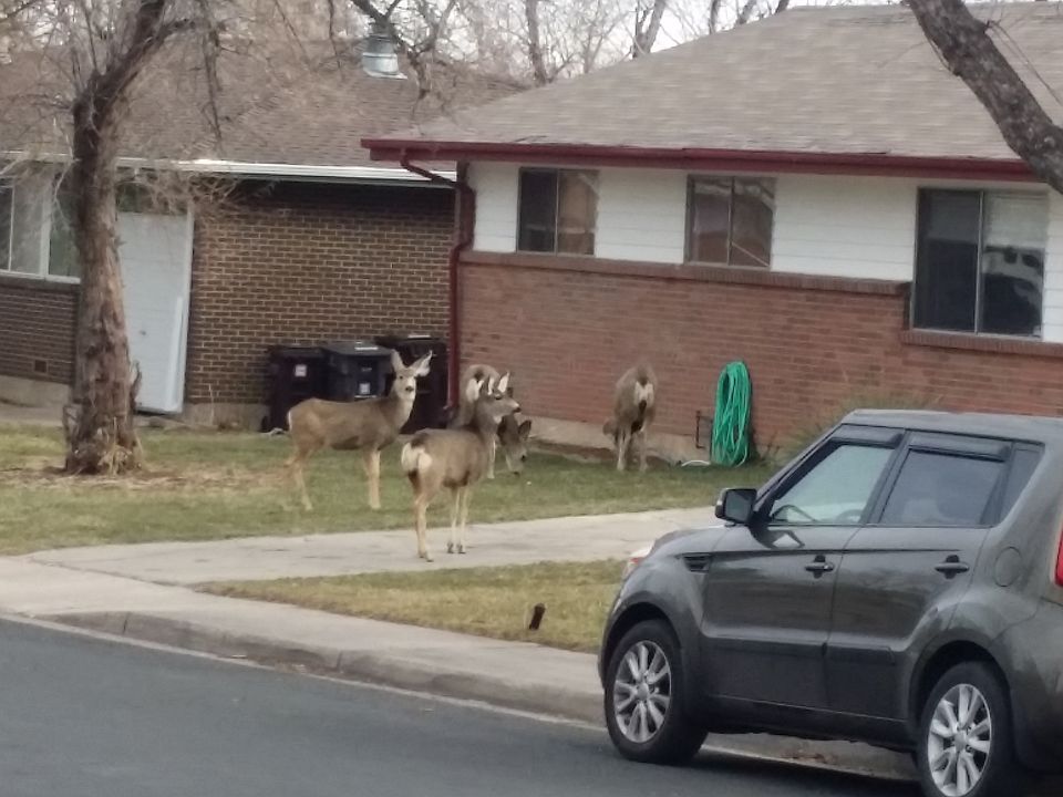 Deer coming by
