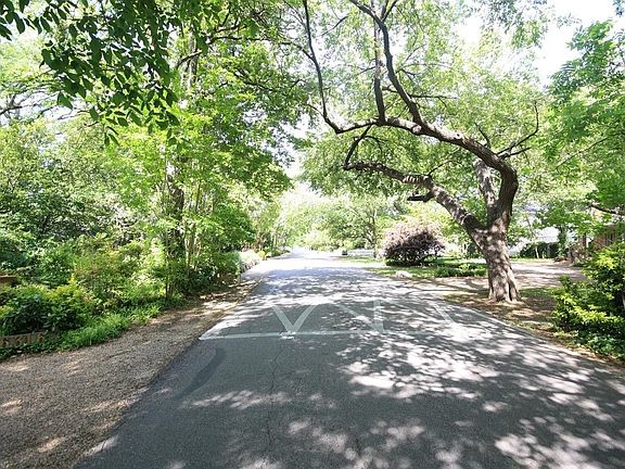 Canopy of trees in front