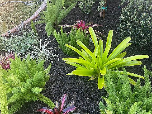 Beautiful specimen plantings