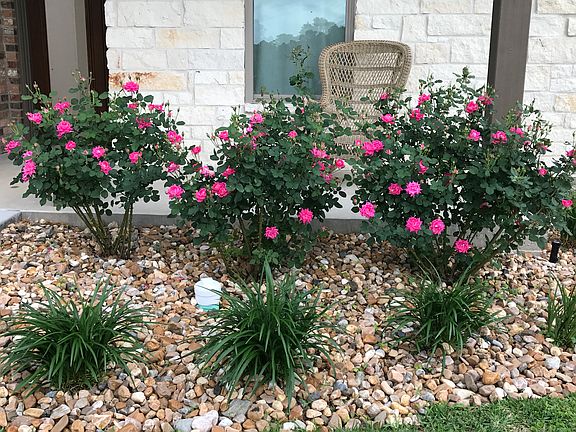 Front Landscaping