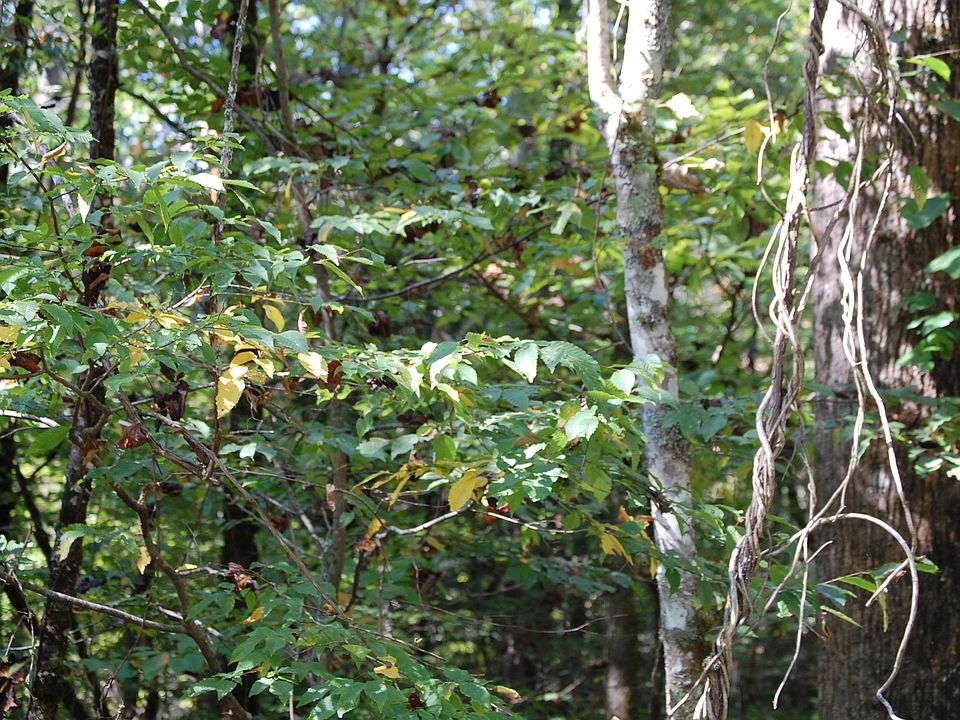 2nd image of Chilhowee Loop Rd