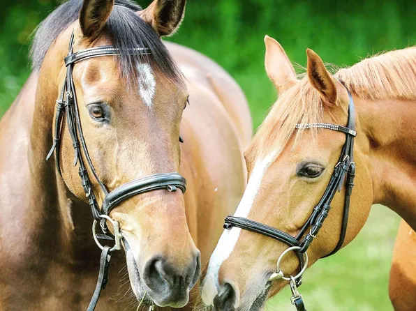 17755 Fox Trail Lane, Loxahatchee, FL 33470