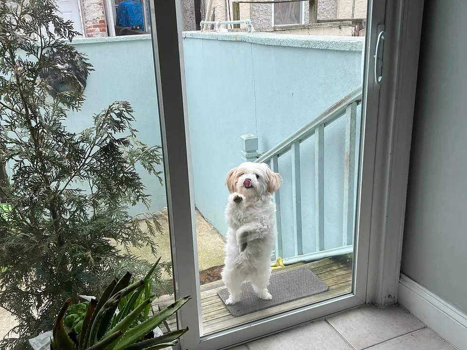 My baby Soshi rear private patio and grilling