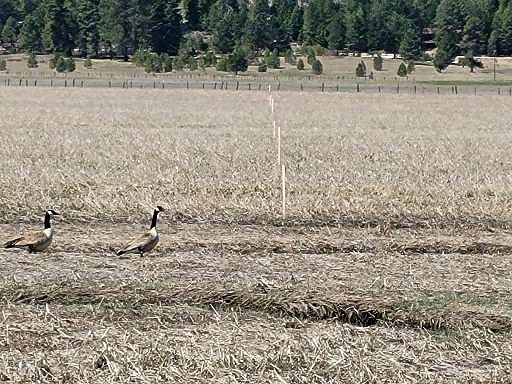 5th image of Tbd Gray Ln