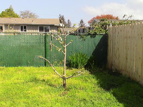 Completely fenced private back yard with fruit trees and raised garden beds.