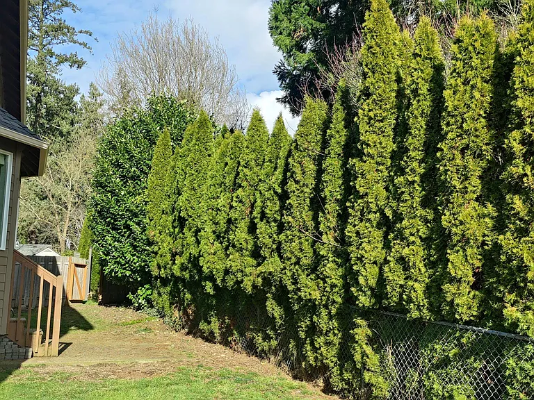 Back yard