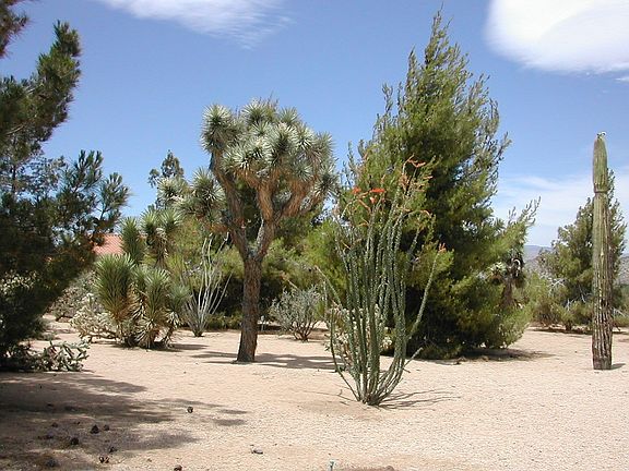 Portion of Front Yard
