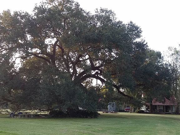 400 + year old live Oak