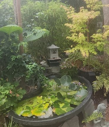 Small pond along the path to the cottage.