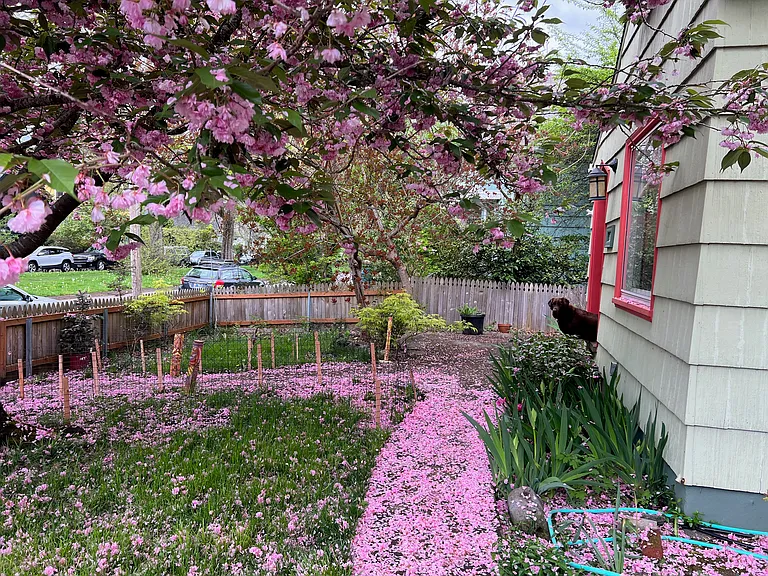 The cherry blossoms