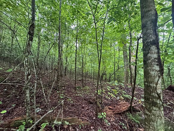 5th image of Bear Run Cir