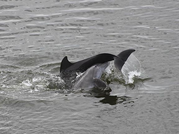 Dolphins taken from balcony