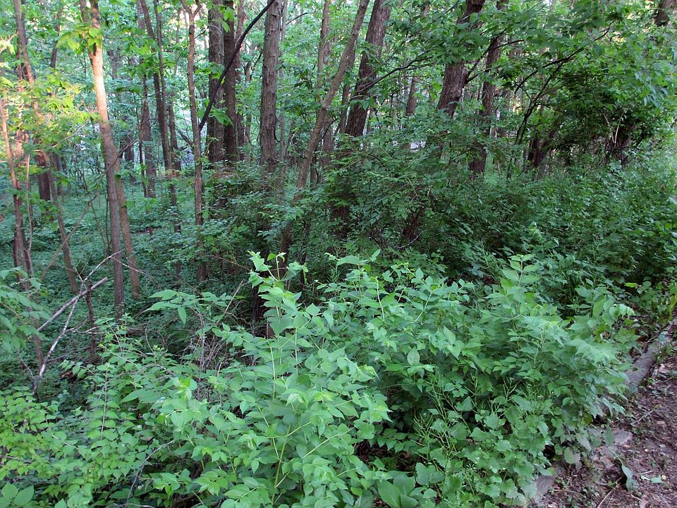 Woods in backyard